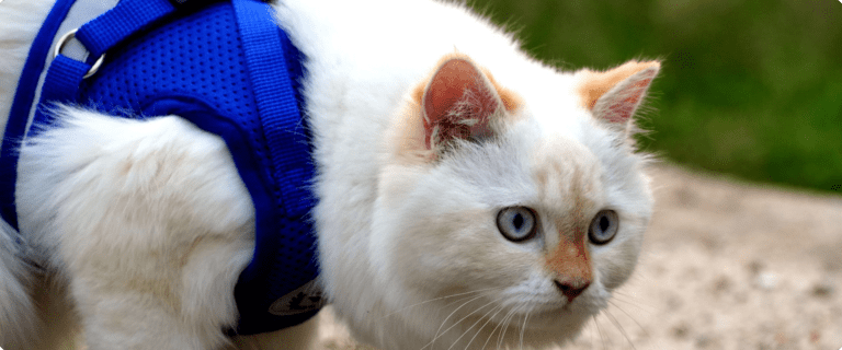 Comment Habituer Son Chat Au Harnais ?