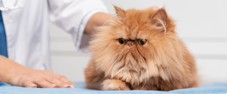 Pourquoi Mon Chat Vomit Ses Croquettes